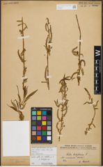 Foto von Salix sepulcralis Simonk.